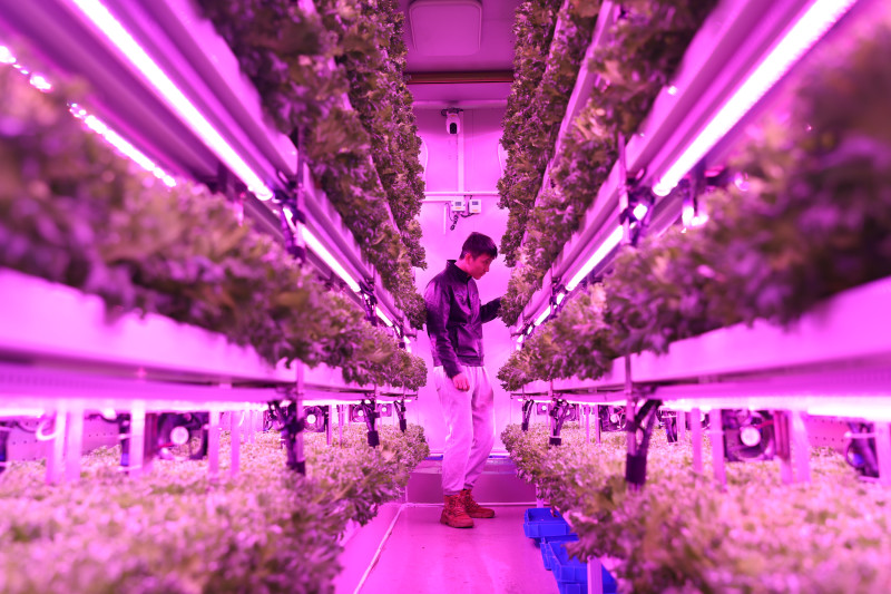 上海农科院队决赛期间给集装箱植物工厂内种植的“优雅”生菜补光。倪永孝▕摄