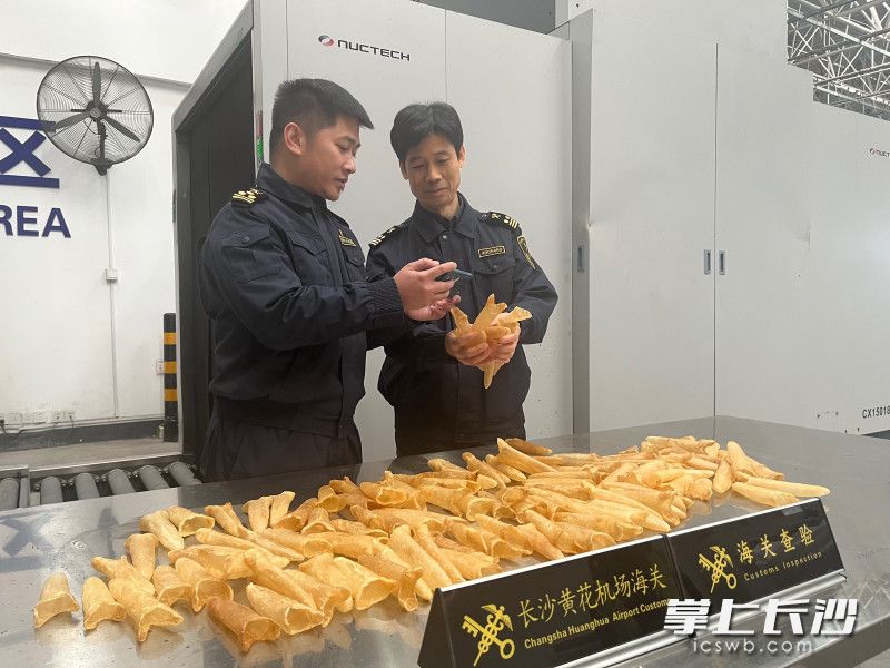 长沙黄花机场海关关员现场查验乌干达干鱼鳔。长沙晚报通讯员 杨英莹 摄