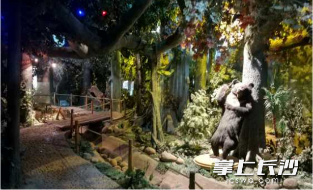馆内共展陈了67件动植物标本。