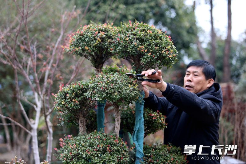 侯建良在给景观树木造型。