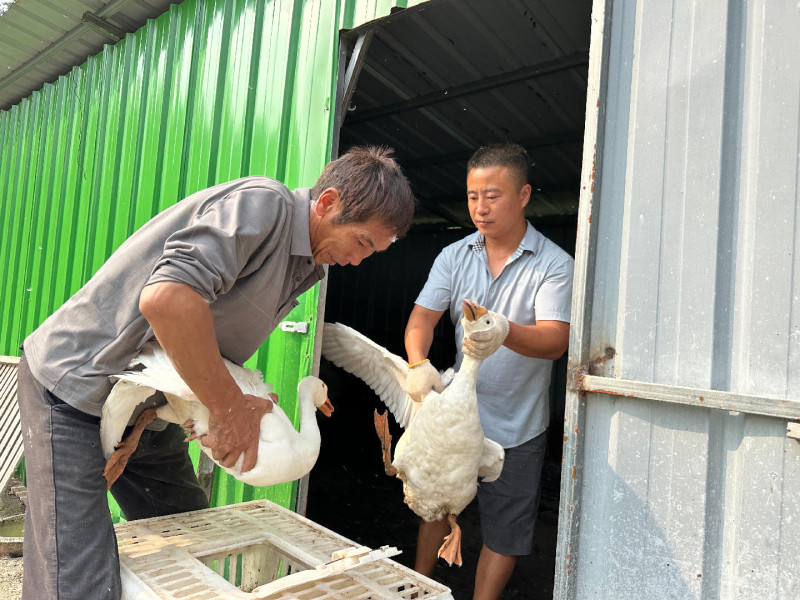 桥驿镇发展铜鹅养殖庭院经济项目，带动200余户脱贫户和监测对象增收。桥驿镇供图