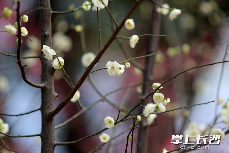 梅花朵朵开。