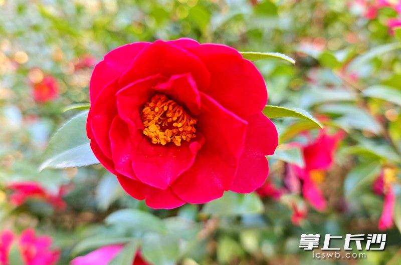 茶花开得正艳。 均为长沙晚报全媒体记者贺文兵摄