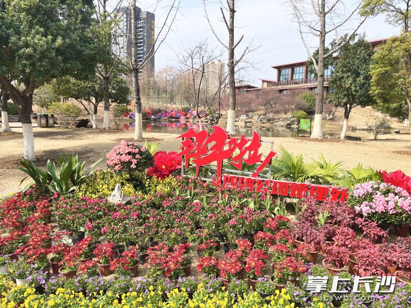 沙湾公园一步一景。
