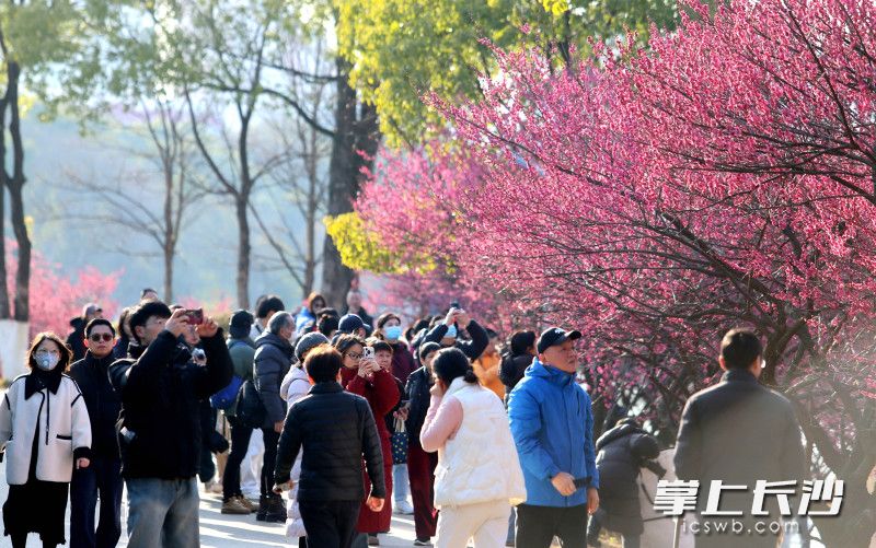 市民在年嘉湖畔赏花打卡。均为长沙晚报全媒体记者贺文兵摄