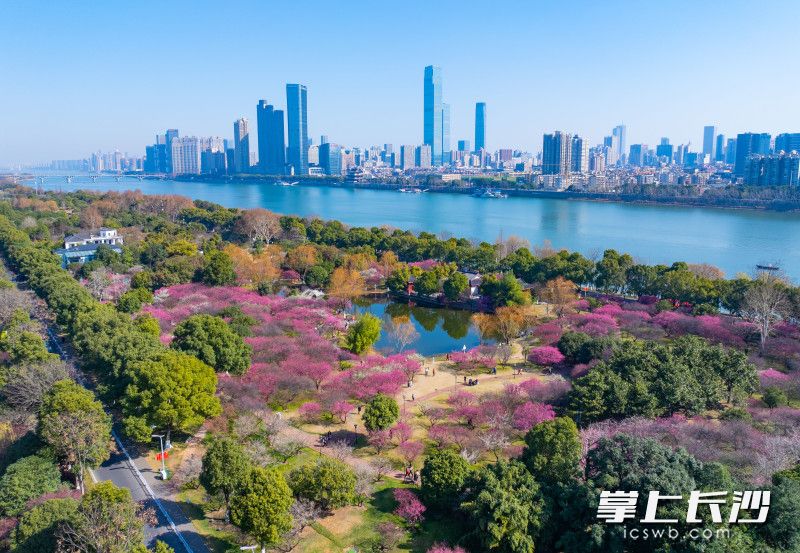 橘子洲梅园暗香浮动，成片的梅林姹紫嫣红，迎来一年里赏梅的最佳时期。均为长沙晚报全媒体记者 邹麟 摄