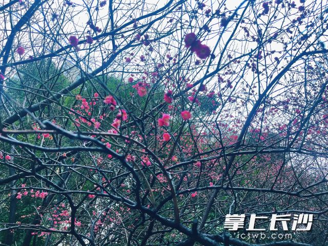 花瓣托着雨珠子颤巍巍打转，别有一番景致。 长沙晚报全媒体记者 舒元臻 摄