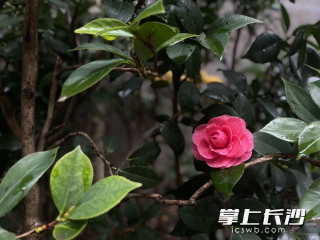 被细雨抚摸过的花朵显得更加娇艳。