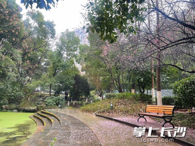 雨丝织就的帘幕里，花瓣落一地。 均为长沙晚报全媒体记者舒元臻摄