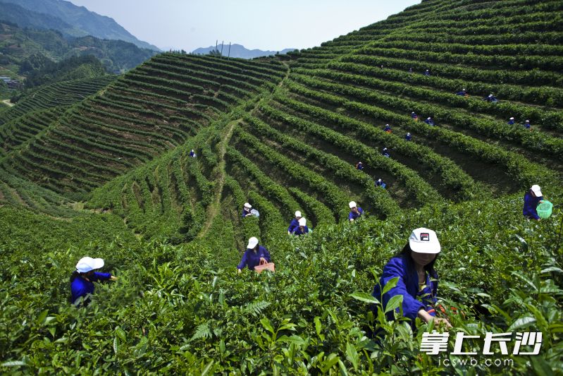 沩山茶园。