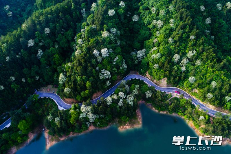 黄材青羊湖畔山花烂漫。
