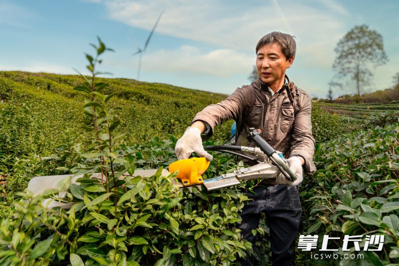 灰汤镇竹田村通过发展生态茶园，拓宽农民致富路。