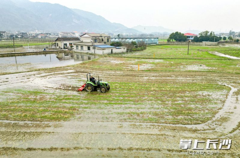 耕地机穿梭在农田中，高效地翻耕土地。 长沙晚报全媒体记者 易亿 摄
