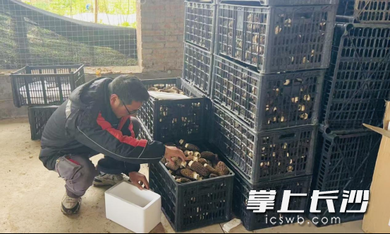 顺丰小哥收寄直播间销售的农产品。均为通讯员杨倩 供图