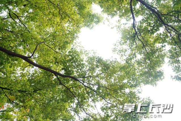 日最高气温骤然达到了30℃左右，仿佛来到了“初夏”。