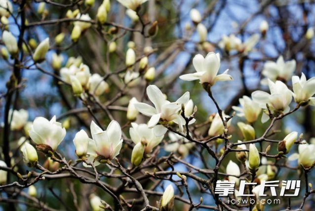 雨前初见花间蕊。今日夜里天气即将来个“大转折”。 均为长沙晚报全媒体记者 舒元臻摄