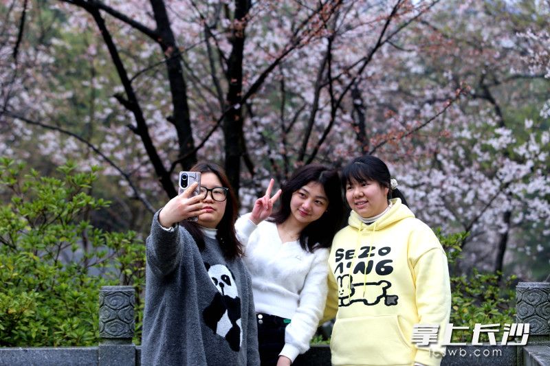 市民在望月公园赏樱打卡。均为长沙晚报全媒体记者贺文兵摄