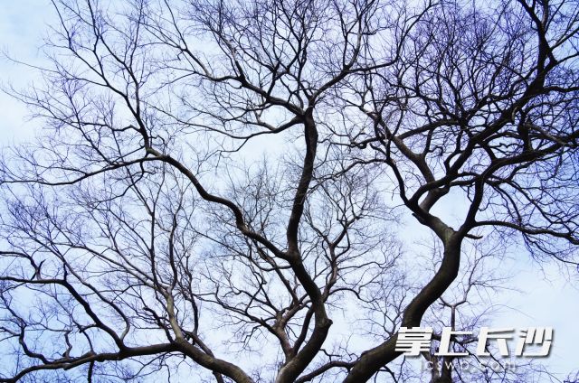3月5日，我们即将迎来二十四节气中的第三个节气——惊蛰。 均为长沙晚报全媒体记者舒元臻摄