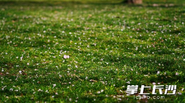 风雨过后，花瓣散落一地。
