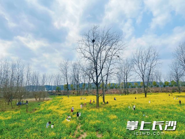 3月1日，记者在鹅洲岛发现，岛上油菜花部分已经开放，吸引了不少市民打卡拍照。 长沙晚报全媒体记者 舒元臻 摄
