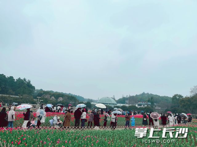 蒙蒙细雨阻挡不了市民朋友来省植物园赏花踏青的热情。长沙晚报全媒体记者 舒元臻摄