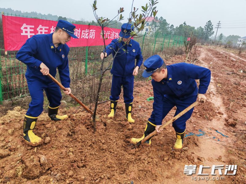 消防员正在义务植树。 均为长沙晚报通讯员胡宇波摄