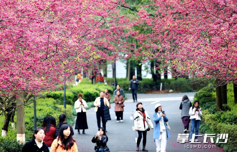 樱花正艳。