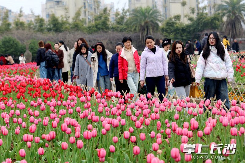 11日，省植物园春日赏花节启幕。 均为长沙晚报全媒体记者贺文兵摄