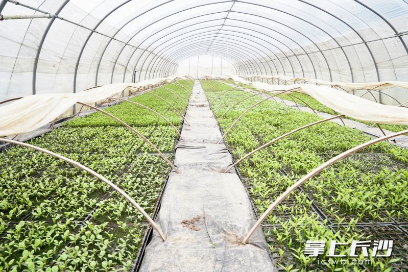 踏入青山桥社区楚沩蔬菜合作社育苗基地的大棚，仿若走进了一个生机盎然的绿色世界。 均为长沙晚报全媒体记者张禹、通讯员段华良摄影报道