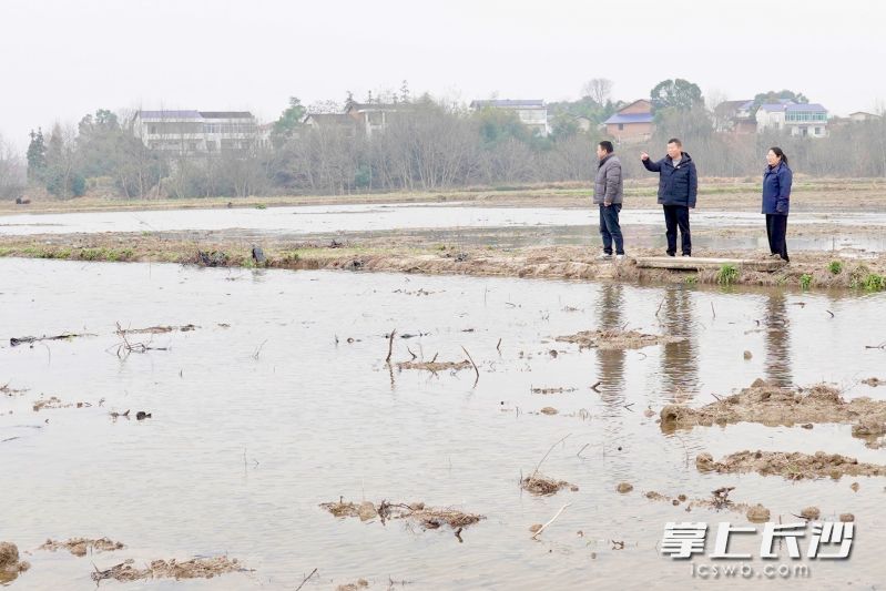 经过去年“小田变大田”的改造，青山桥社区将分散凌乱的一丘丘小田整理提质成连片的高标准农田。