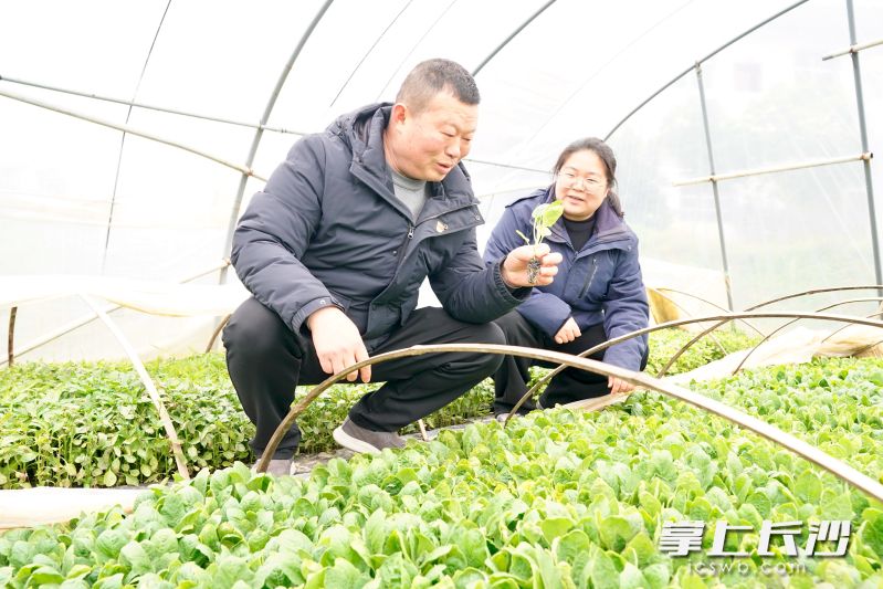 青山桥社区党总支书记胡小平（左）和技术员来到育苗大棚，查看蔬菜瓜苗生长情况。