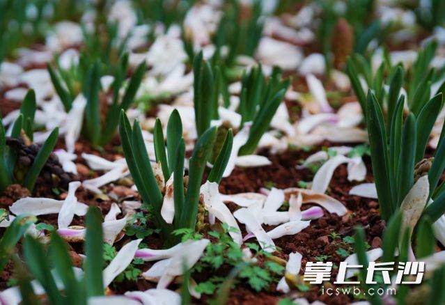 3月到5月全省总体天气气候条件较好，适合赏花出行。