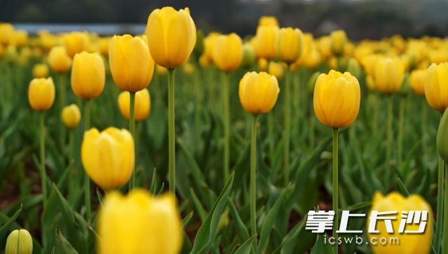 随着天气逐渐转暖，大家又有了走出家门赏景赏花的念头。 均为长沙晚报全媒体记者舒元臻摄