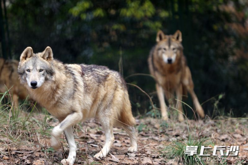入住长沙生态动物园后，19只灰狼很快适应了新的环境。 均为长沙晚报全媒体记者刘军摄