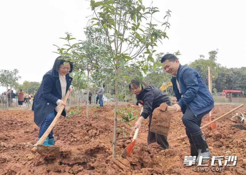 植树现场。 均为长沙晚报通讯员彭静供图 植树现场。 均为长沙晚报通讯员彭静供图