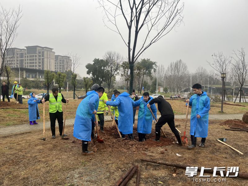 园林职工和志愿者共同种下百余株榉树、香樟、广玉兰、紫薇等观花观叶树木。 园林职工和志愿者共同种下百余株榉树、香樟、广玉兰、紫薇等观花观叶树木。