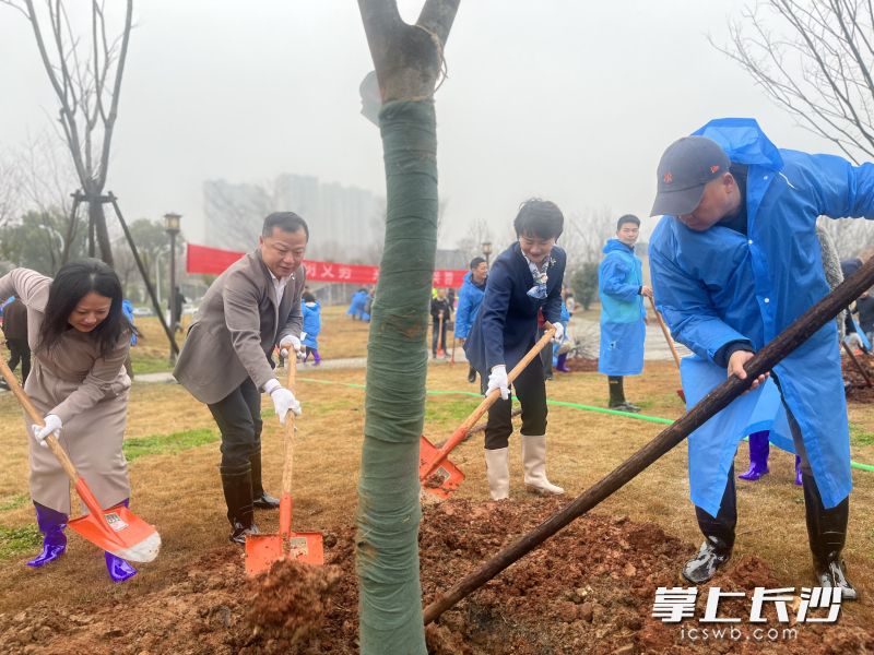 园林职工和志愿者共同种下百余株榉树、香樟、广玉兰、紫薇等观花观叶树木。均为全媒体记者颜家文 摄 园林职工和志愿者共同种下百余株榉树、香樟、广玉兰、紫薇等观花观叶树木。均为全媒体记者颜家文 摄