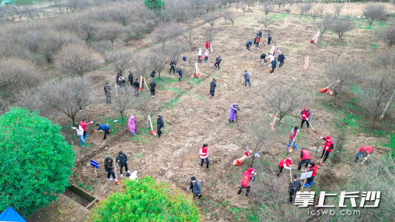 12日上午，长沙市直机关工委联合市林业局在长沙县北山镇开展市直机关“履行植树义务 共建美丽长沙”志愿服务主题活动。