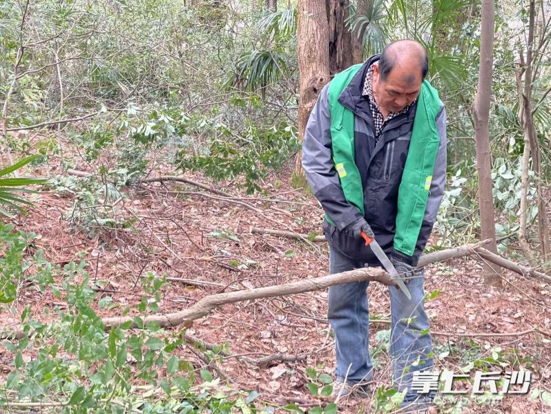 工作人们正在林区作业。 除署名外均为受访市民供图