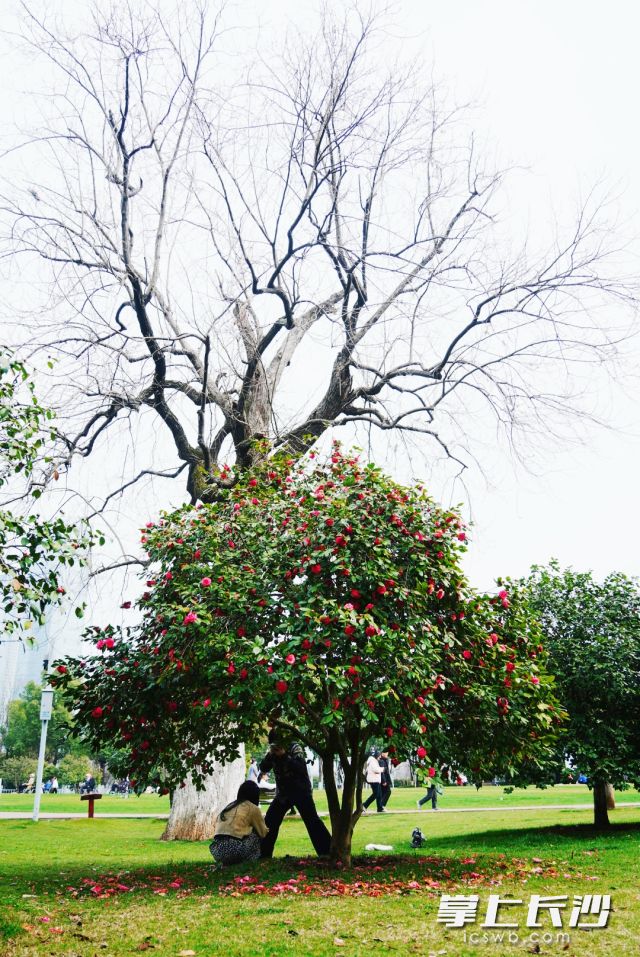 游客在橘子洲景区拍照打卡。