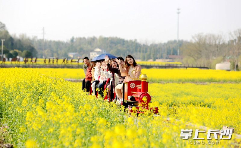 福临镇1200多亩的油菜花海里，坐满了游客的小火车缓缓驶来。 均为长沙晚报全媒体记者贺文兵摄