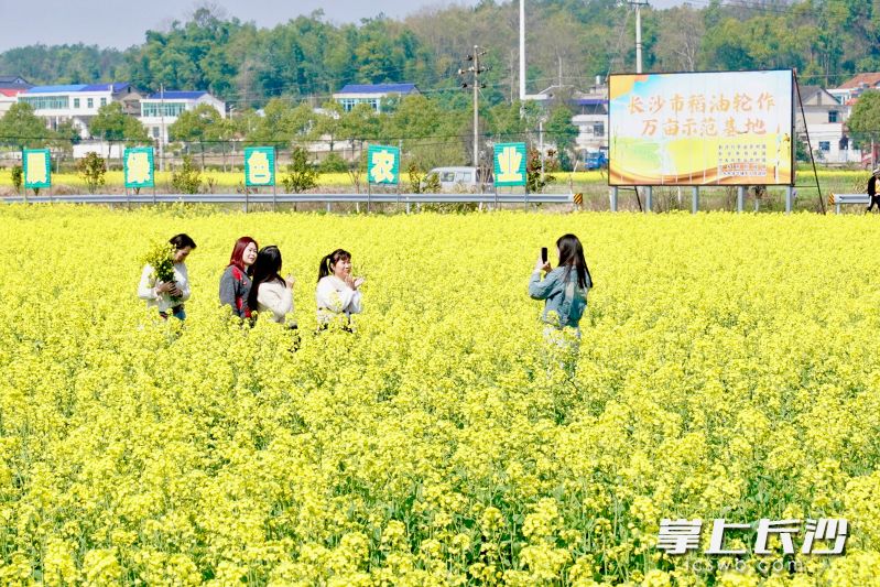 在陈家桥村的油菜花海之中放飞风筝,让心情随之起飞。 均为长沙晚报全媒体记者张禹、通讯员段华良摄 在陈家桥村的油菜花海之中放飞风筝,让心情随之起飞。 均为长沙晚报全媒体记者张禹、通讯员段华良摄