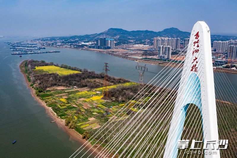 3月18日，望城区香炉洲上，油菜花肆意绽放，金黄一片。 均为长沙晚报全媒体记者黄启晴摄