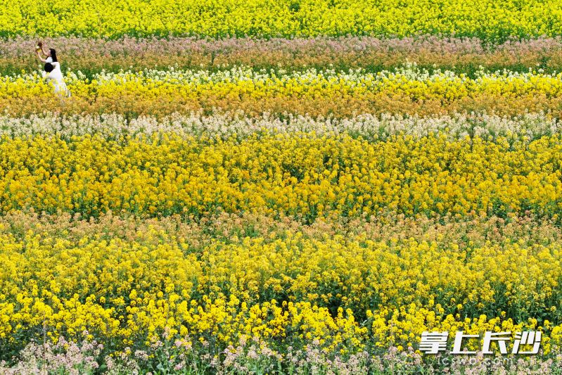 3月18日，长沙县路口镇明月村隆平稻作公园，市民在打卡彩色油菜花。 均为长沙晚报全媒体记者黄启晴摄