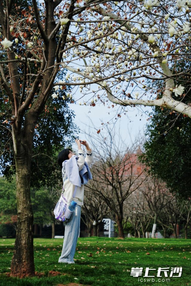 长沙的“花花世界”满足了市民对春天的期待。 均为长沙晚报全媒体记者舒元臻摄