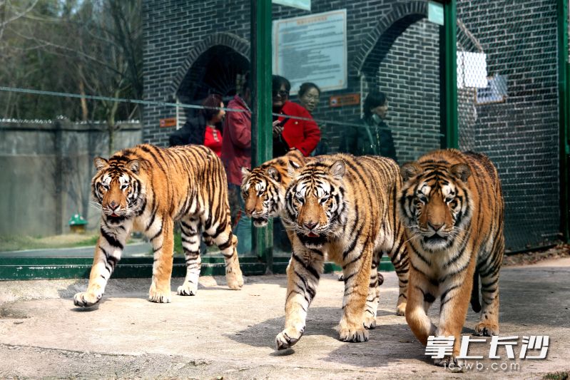 老虎在散步晒太阳。 均为长沙晚报全媒体记者贺文兵摄