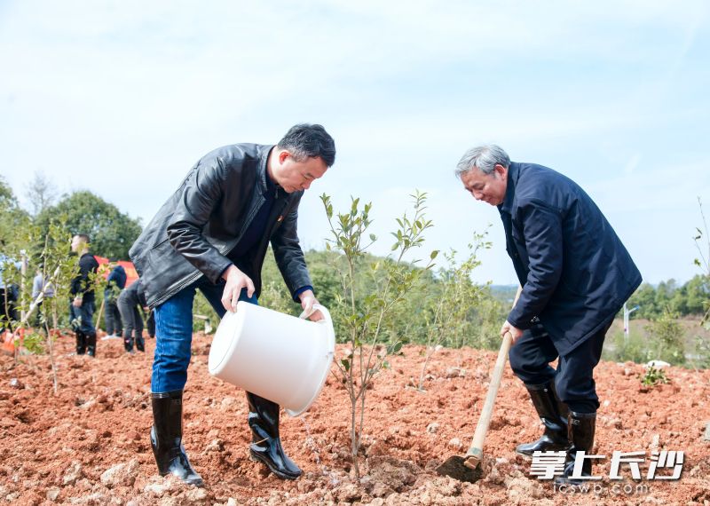 40余名志愿者挥锹铲土、义务植树，共同见证荒山的华丽蝶变。 均为长沙晚报通讯员马平平、贺知斌摄