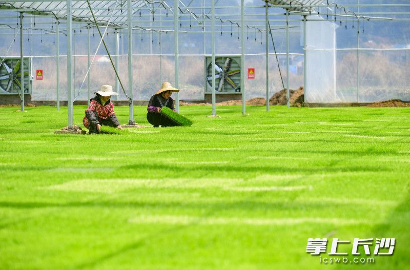 今日下午，浏阳市社港镇新光村育秧大棚内，早稻秧苗已经长成绿油油一片，工作人员正在查看秧苗长势。 均为长沙晚报全媒体记者王志伟、通讯员彭红霞摄