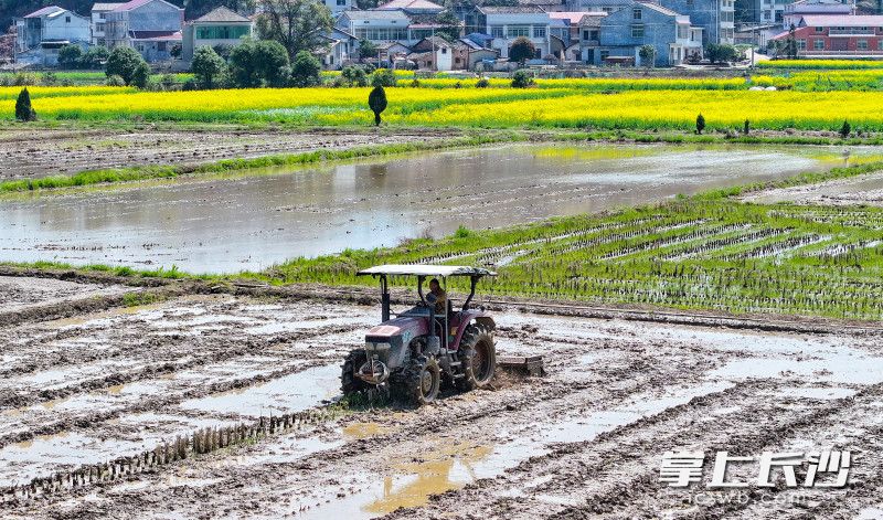 今日下午，浏阳市社港镇源田村，种粮大户正在翻耕稻田。