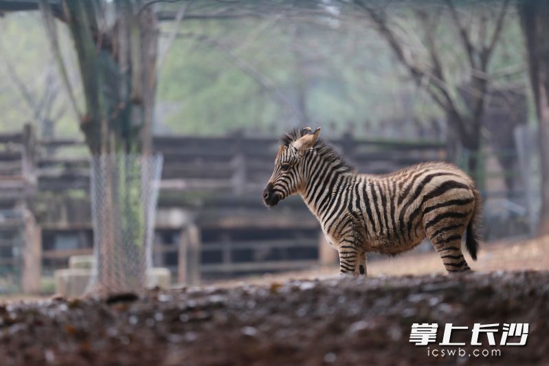 小斑马萌态拉满。 长沙晚报全媒体记者 刘军 摄 